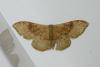 Idaea degeneraria